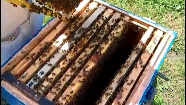 Объединение пчелиных семей. Без проблем.