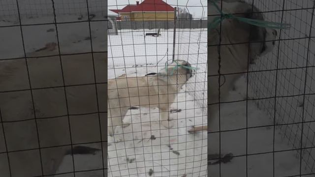 Алабай Хан 6 месяцев смотреть онлайн