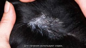У собаки выпадает шерсть: почему и что делать