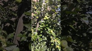 Яблоня свердловчанин. Нижнеудинск