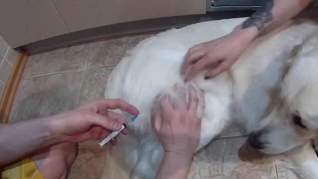 Делаем укол собаке внутримышечно (Золотистый ретривер) смотреть онлайн