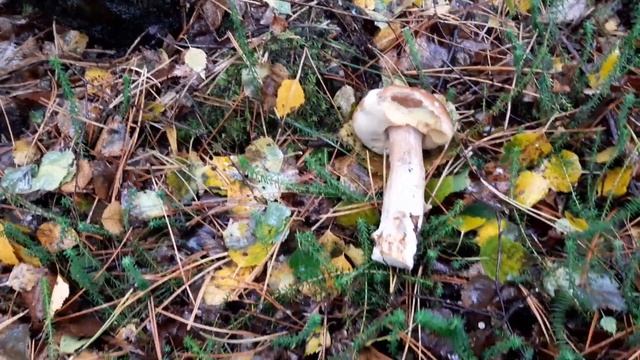 Опять в бурю за грибами- #грибы #лес смотреть онлайн