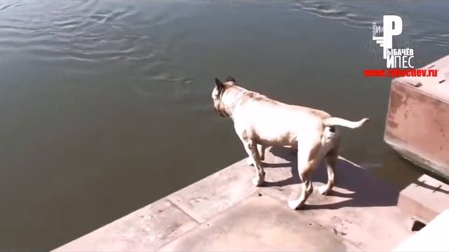 Самая умная собака в Мире! Нереальный трюк!)) [Рыбачёв и Пёс] смотреть онлайн