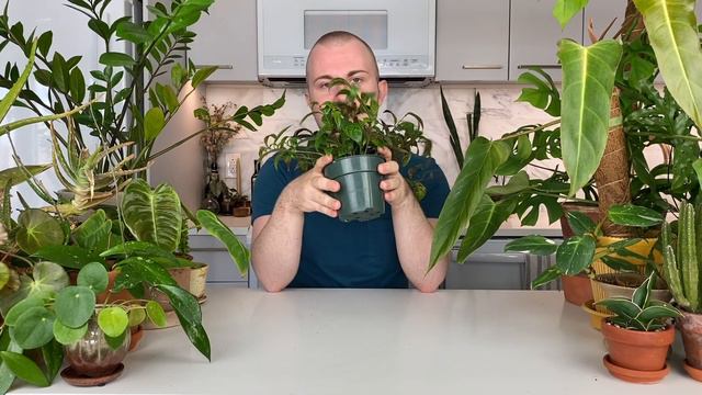 How To Pick A Planter For Your Houseplant Or Succulent | Houseplant Tips & Tricks Ep. 1 смотреть онлайн