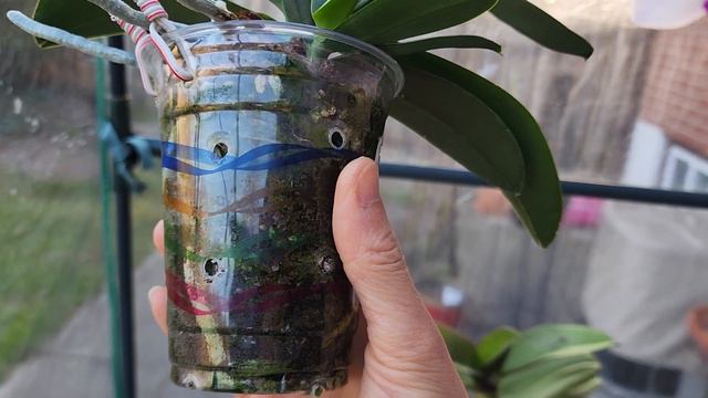 Sophie's Garden 种在土里的朵丽兰 смотреть онлайн