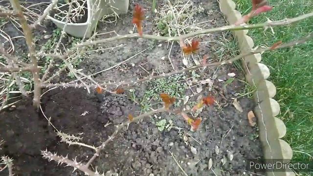 Моя любимая Дача 06.03.2020 г. Весенние работы на даче. смотреть онлайн