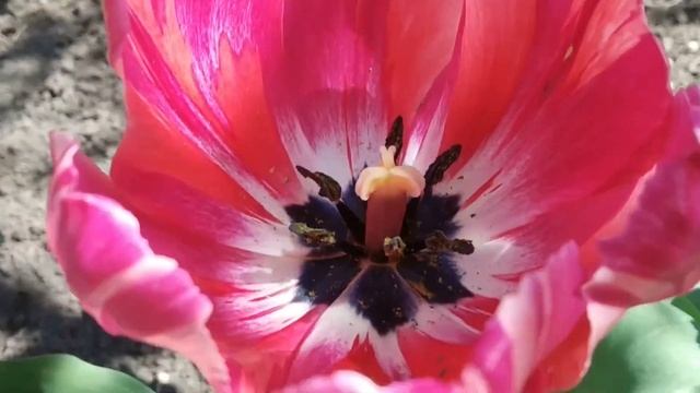 РАННИЕ ТЮЛЬПАНЫ ЦВЕТУТ. смотреть онлайн