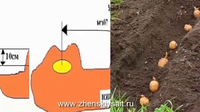 СЕКРЕТЫ ВЫРАЩИВАНИЯ КАРТОФЕЛЯ