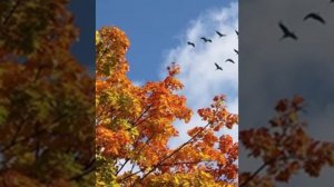 "А ДНИ - ЛЕТЯТ, ЛЕТЯТ - ГОДА..." Т. Буланова