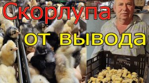 Состояние скорлупы после вывода цыплят. На что обращать внимание.