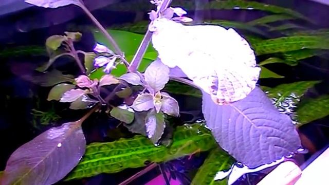 Цветение Hygrophila corymbosa смотреть онлайн