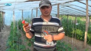 ПАУТИННЫЙ КЛЕЩ  на ОГУРЦАХ- КАК ЕГО ОБНАРУЖИТЬ И ПОБЕДИТЬ.
