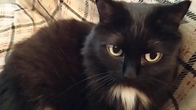 Старинная ламповая кошка смотреть онлайн