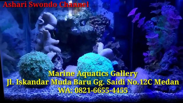 CARA PELIHARA KORAL DAN ANEMON DI SUHU 30 C смотреть онлайн