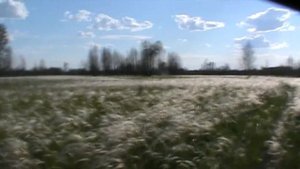 Ковыль трава