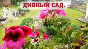 ДИВНЫЙ САД???