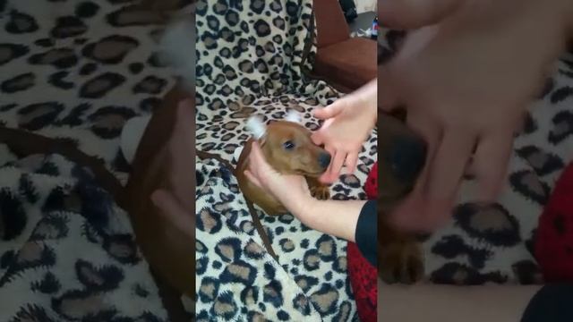 Как можно поставить некупированные уши цвергпинчеру. смотреть онлайн