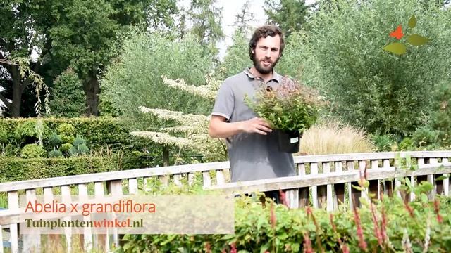 Abelia x grandiflora of abelia - informatie смотреть онлайн