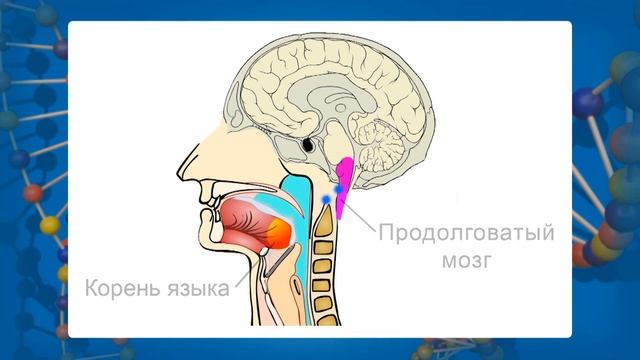 Пищеварение в ротовой полости и в желудке. Видеоурок по биологии 8 класс