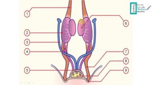 Reproductive embryology