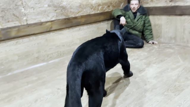 Наоми очень необычный ягуар. О ней можно говорить часами. Девочка - огонь!