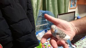Выкормыш волнистого попугая в возрасте двух месяцев.