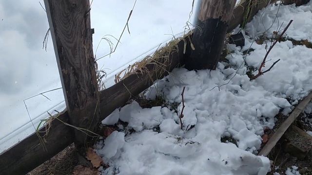 Закаляю виноград из косточки, забрасываю снег в теплицу. смотреть онлайн