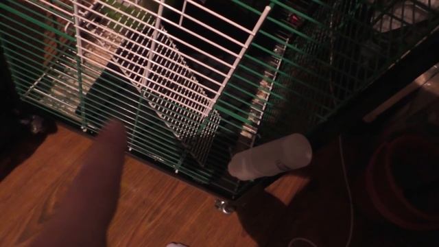 ОГРОМНАЯ КЛЕТКА ДЛЯ КРЫС! ZOOMARK ZY 72! ОБЗОР! смотреть онлайн