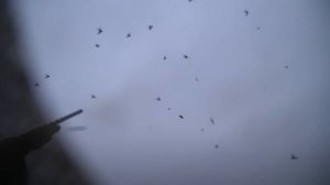 Охота на утку в полях