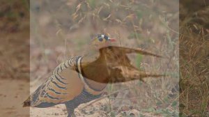 Саджа. Читать описание.