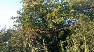 Участок 5 соток СНТ Водино, улица 27, уч. 40