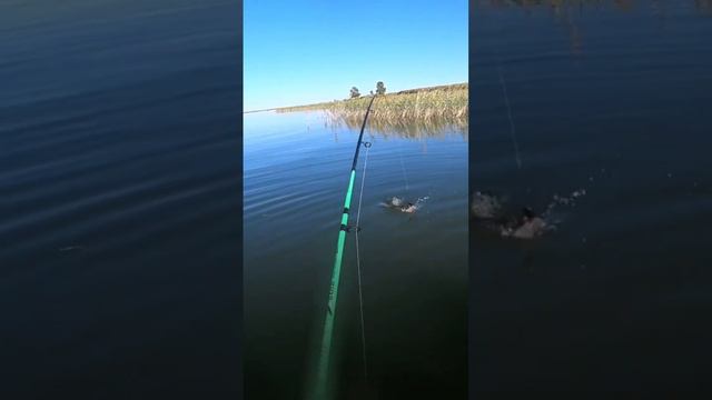 Щука подсела на блесну - Рыбалка - Fishing 🐟🐟🐟