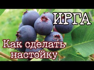Как сделать настойку из ирги в домашних условиях. Ирга настойка / наливка