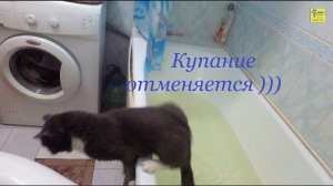 Кот передумал купаться