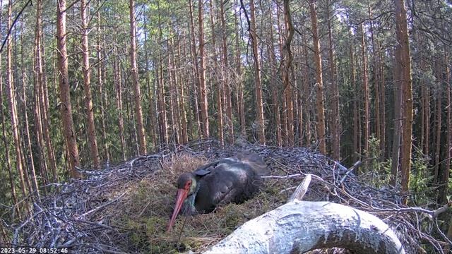 Гнездо черных аистов-Карл и Кайя смотреть онлайн