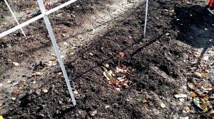 Малина "ЖЁЛТАЯ МЕДОВАЯ"" Укрываю на ЗИМУ.  Как Это ДЕЛА,  22.10.2021г.