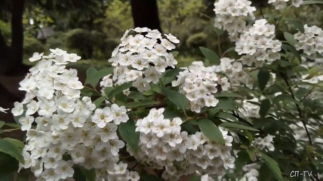 Спирея - декоративный кустарник смотреть онлайн