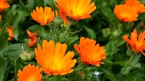 Уникальные целебные свойства календулы