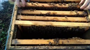 Осмотр пчел зимой.подозрение что МЕДА НЕТ.Зимовка пчел на воле.подкормка зимой.С