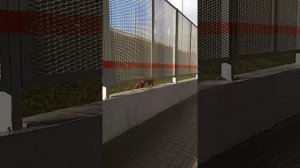 Москва Лиса в метро жесть Тикток