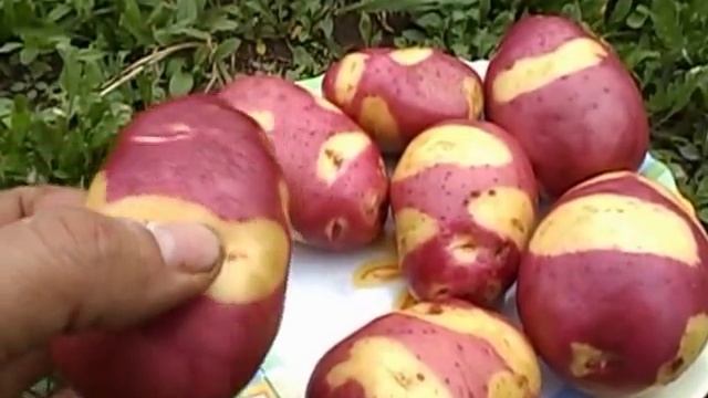 Картофель Выставочный сорт Апачи (Аpache) смотреть онлайн