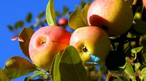 Яблоня средний Солнцедар (malus solntsedar) ? Солнцедар обзор: как сажать, саженцы яблони Солнцедар