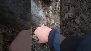 Вешенки корешки на выращивании