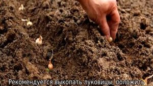 Гиацинты отцвели: что дальше с ними делать