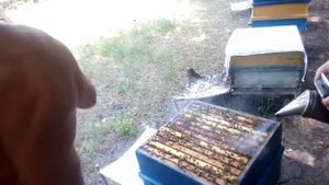 качка меда