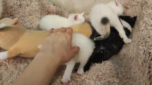 обзорное котята 4недели белый, черный, с пятнышками пушистый (для Авито)