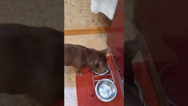 Чихуахуа Боня и петушок Петя вместе ужинают смотреть онлайн