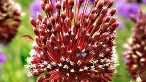 Лук декоративный Ред Могикан ? обзор: как сажать, саженцы лука Ред Могикан