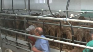 Испанские козы. Порода Малагуенья. Ферма 350 коз