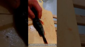 Как легко почистить окуня!